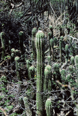 Trichocereus vollianus