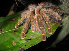 Avicularia rufa