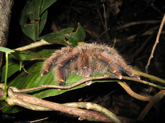 Avicularia rufa