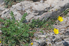 Potentilla ovina