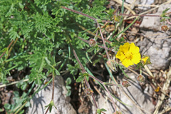 Potentilla ovina