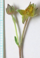 Potentilla ovina