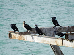 Phalacrocorax carbo