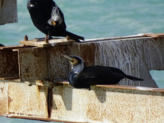 Phalacrocorax carbo