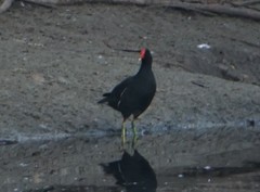 Gallinula galeata