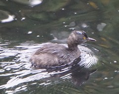 Tachybaptus dominicus