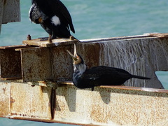 Phalacrocorax carbo