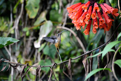 Phaethornis syrmatophorus