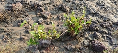 Angiospermae