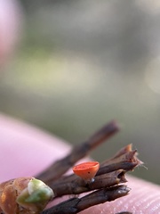 Pseudopithyella minuscula