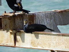Phalacrocorax carbo