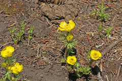 Ranunculus adoneus