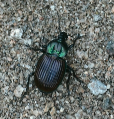 Brachygnathus festivus