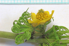Ranunculus adoneus