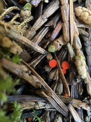 Pseudopithyella minuscula