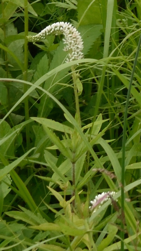 Image of Lysimachia barystachys by (c) Fyodor Pudovikov, some rights reserved (CC BY)