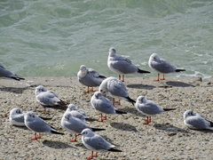 Chroicocephalus ridibundus