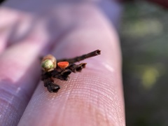 Pseudopithyella minuscula