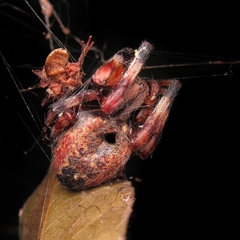Araneus