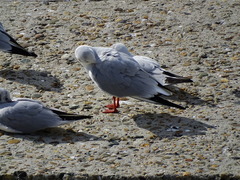 Chroicocephalus ridibundus