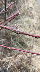 Agrilus cuprescens