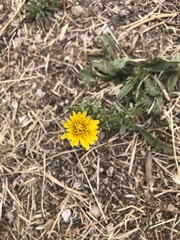 Helminthotheca echioides