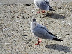 Chroicocephalus ridibundus