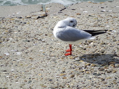 Chroicocephalus ridibundus