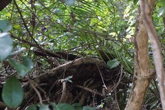 Zamia standleyi