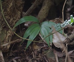 Zamia standleyi