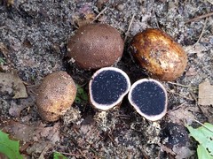 Scleroderma arenicola