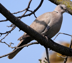Streptopelia decaocto