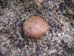 Scleroderma arenicola