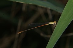 Leptobasis vacillans