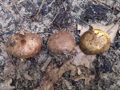 Scleroderma arenicola