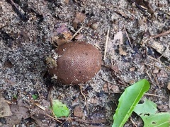 Scleroderma arenicola