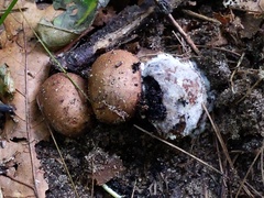 Scleroderma arenicola