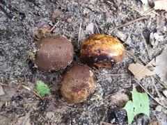 Scleroderma arenicola