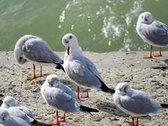 Chroicocephalus ridibundus