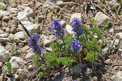 Veronica paysonii