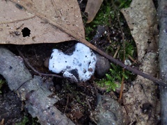 Hypomyces stephanomatis