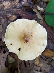 Infundibulicybe squamulosa