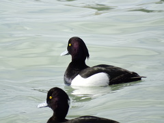 Aythya fuligula