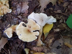 Infundibulicybe squamulosa