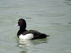 Aythya fuligula