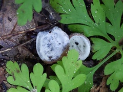 Hypomyces stephanomatis