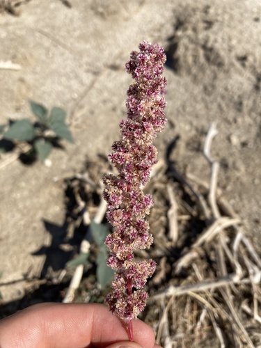 Fringed amaranth (Amaranthus fimbriatus)