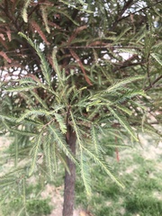 Taxodium mucronatum