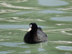 Fulica atra
