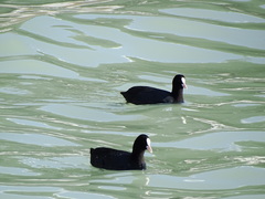Fulica atra